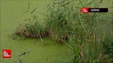 Edirne’de balık tutulan dere şimdi çöpler ve yosunlarla kaplı balçığa dönüştü