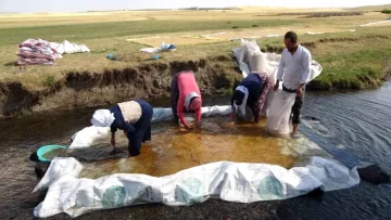 Erzincan’da Buğday Hasadı ve İşleme