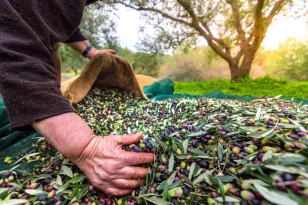 Türkiye’nin Sofralık Zeytin İhracatı 200 Milyon Dolara Koşuyor