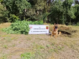 Gümüşhane’de Kenevir Operasyonu: 8 Kg Esrar Ele Geçirildi